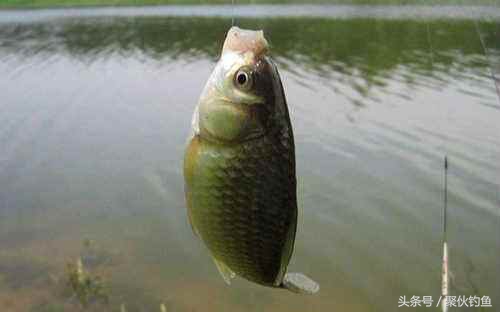 黑坑钓鲫鱼饵料配方,鲫鱼饵料配方大全经典