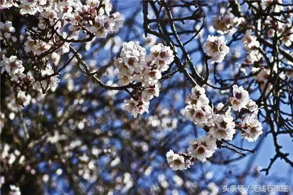 石家庄桃花古镇,石家庄桃花源在哪儿