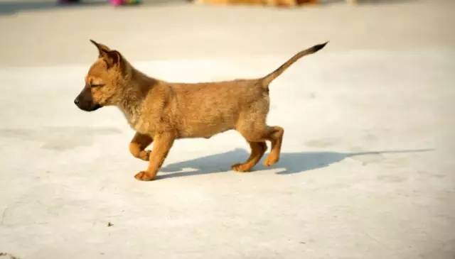 流浪动物救助志愿者全集,遇见流浪动物时怎么做最合适