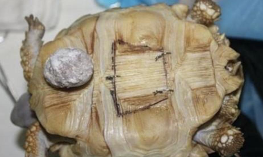 苏卡达陆龟的常见病症,苏卡达陆龟为什么那么凶