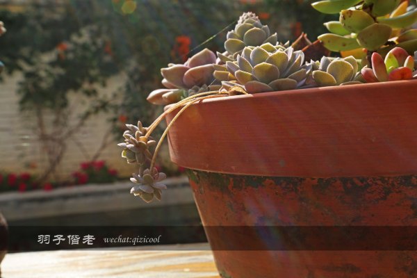 居于涟岸隐于湖，到肇庆体验离尘不离城的精致慢生活