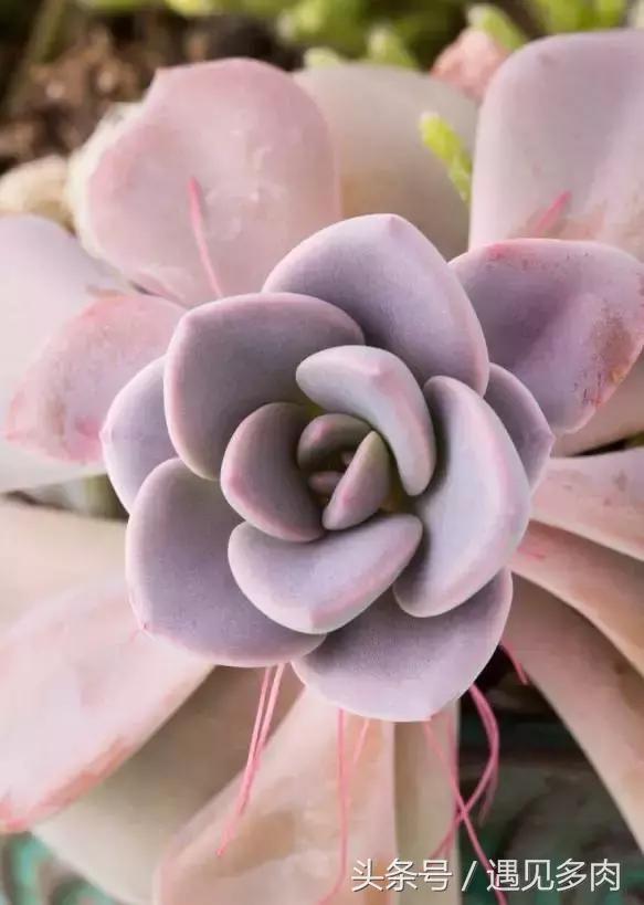 多肉植物贝瑞长了气根,多肉植物长气根怎么办