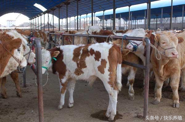 养牛怎样处理牛应激期,牛常见病养牛技术