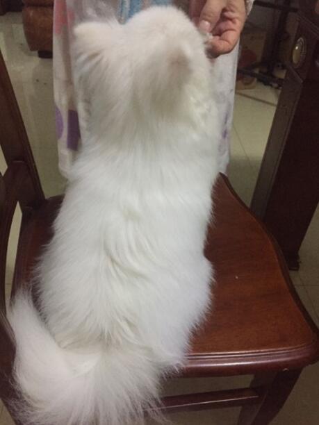 不小心踩到宠物狗怎么办,踩到狗狗怎么判断它没事