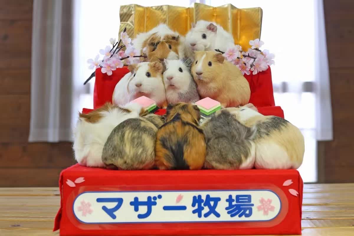 3月3日女儿节日本,日本3月3日女儿节