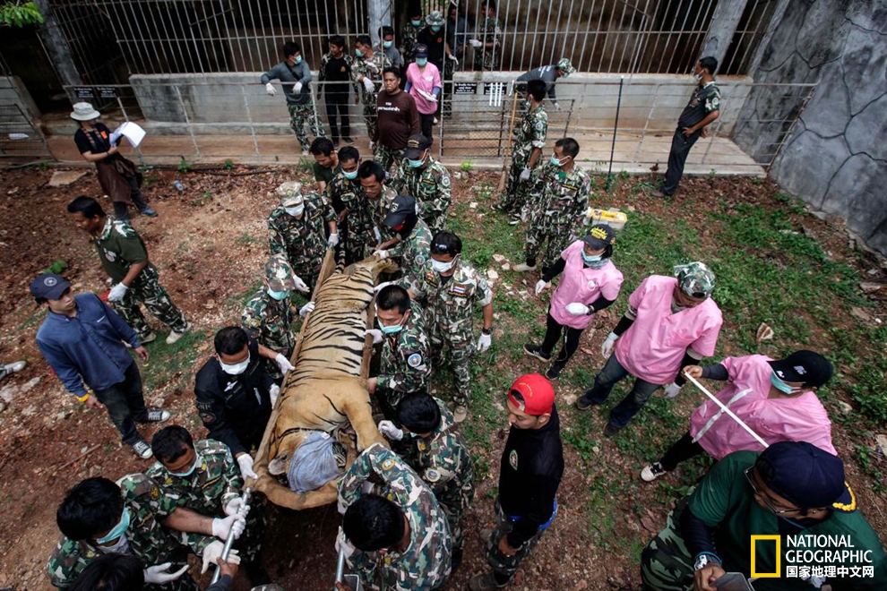 泰国老虎寺事件,老虎庙泰国后续