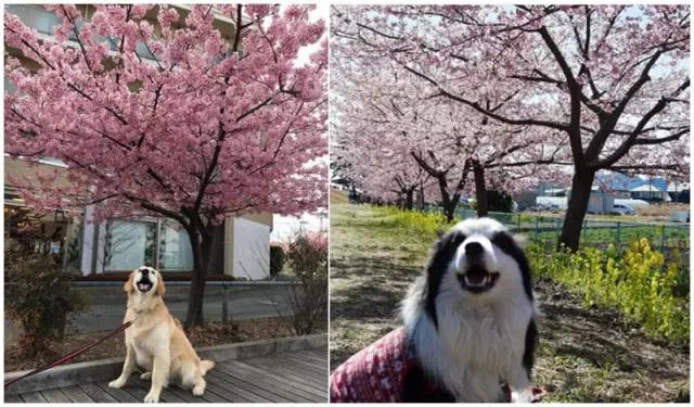 不去看樱花去看海,不去看樱花看西府海棠