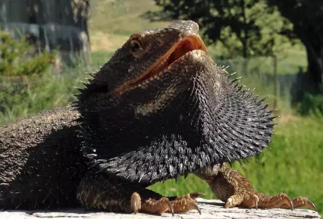 黑色鬃毛的狮子厉害吗,黑色鬃狮蜥