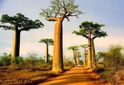 人类未来的重要食物是什么,美国十大未来食物