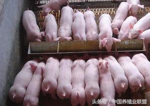 仔猪是个宝！管理要做好！