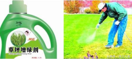 涨姿势！老司机带你飞，广州富力主场草皮是这样染的