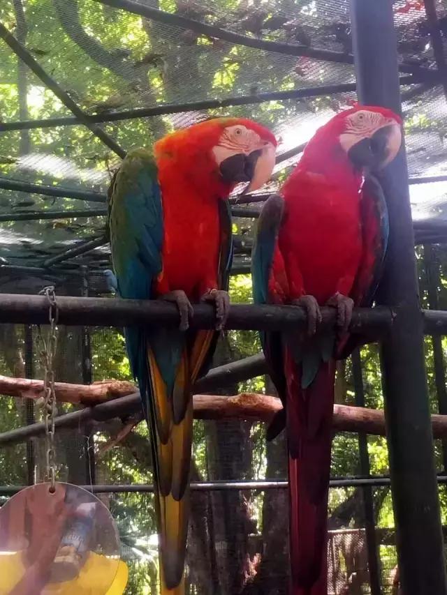 毛里求斯，拿水壶换保时捷的天堂