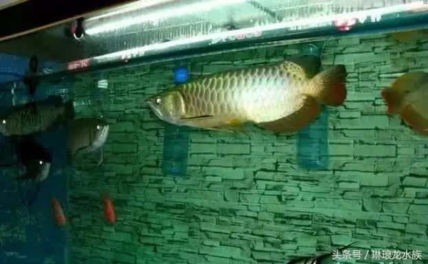 龙鱼生病怎么治疗,龙鱼生病都用些什么药