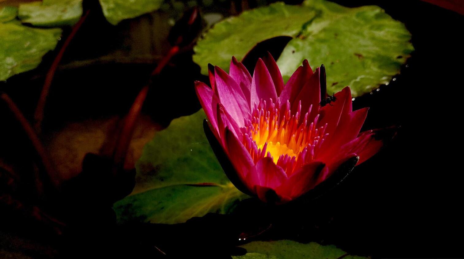 小米5c的全部特点,小米5c不读卡是怎么回事