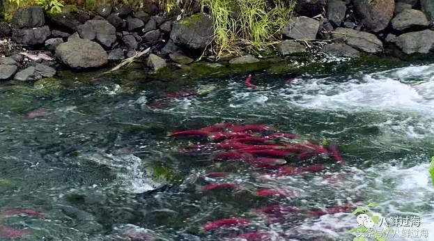 加拿大bc省鲟龙鱼,加拿大bc省鳕鱼