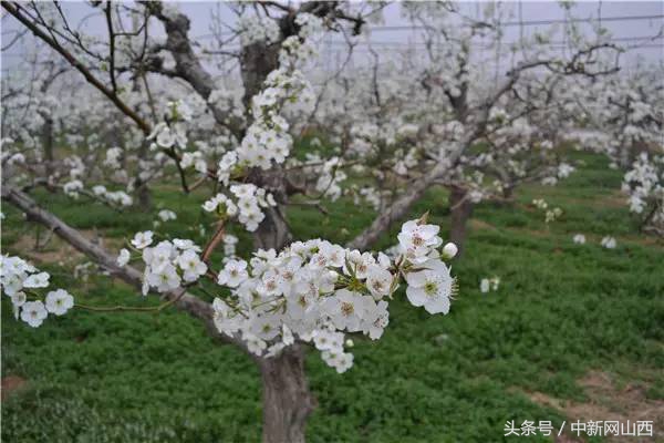 运城春天的花海,春暖花开我们一起去郊游