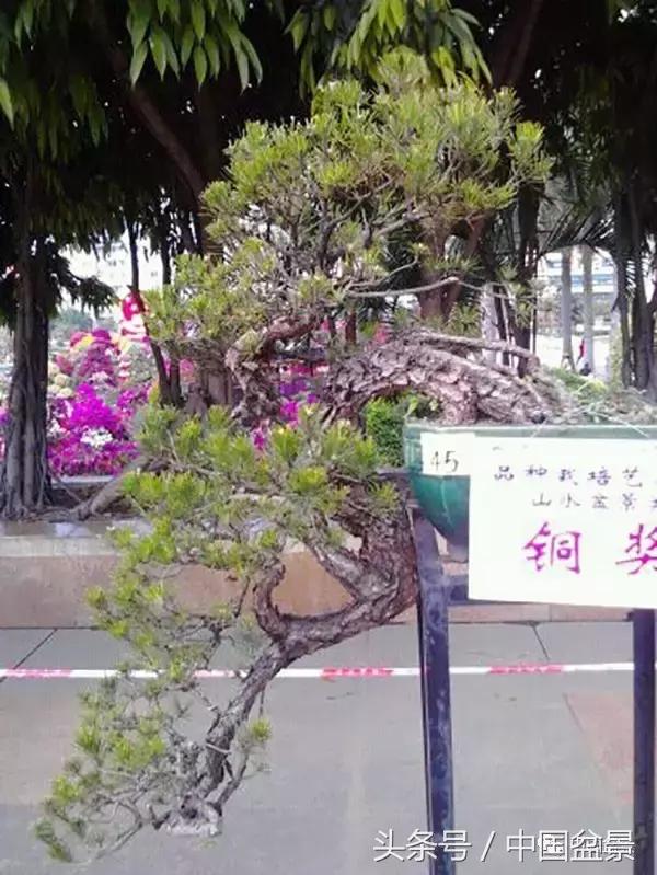 山松移植后黄叶,山松下山桩一月份怎么黄叶了