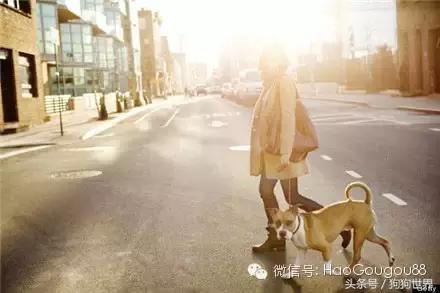 如何才能使我们的狗狗更长寿,狗狗长寿的正确方法