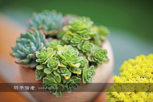 居于涟岸隐于湖，到肇庆体验离尘不离城的精致慢生活