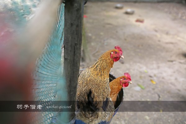 居于涟岸隐于湖，到肇庆体验离尘不离城的精致慢生活