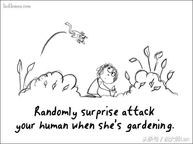 模拟猫咪攻略,驯服猫咪攻略