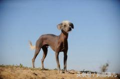 世界上最贵的三种狗狗是哪些,世界上最贵的十种宠物狗