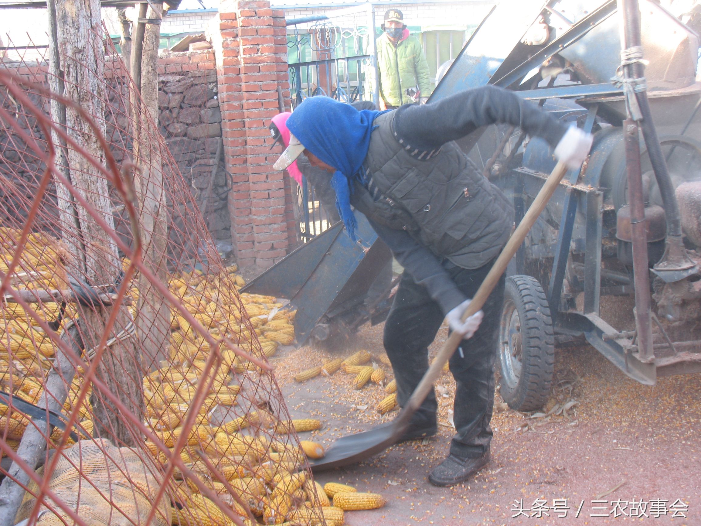 农民卖玉米收粮贩子有什么猫腻,农民卖玉米处理过程注意什么