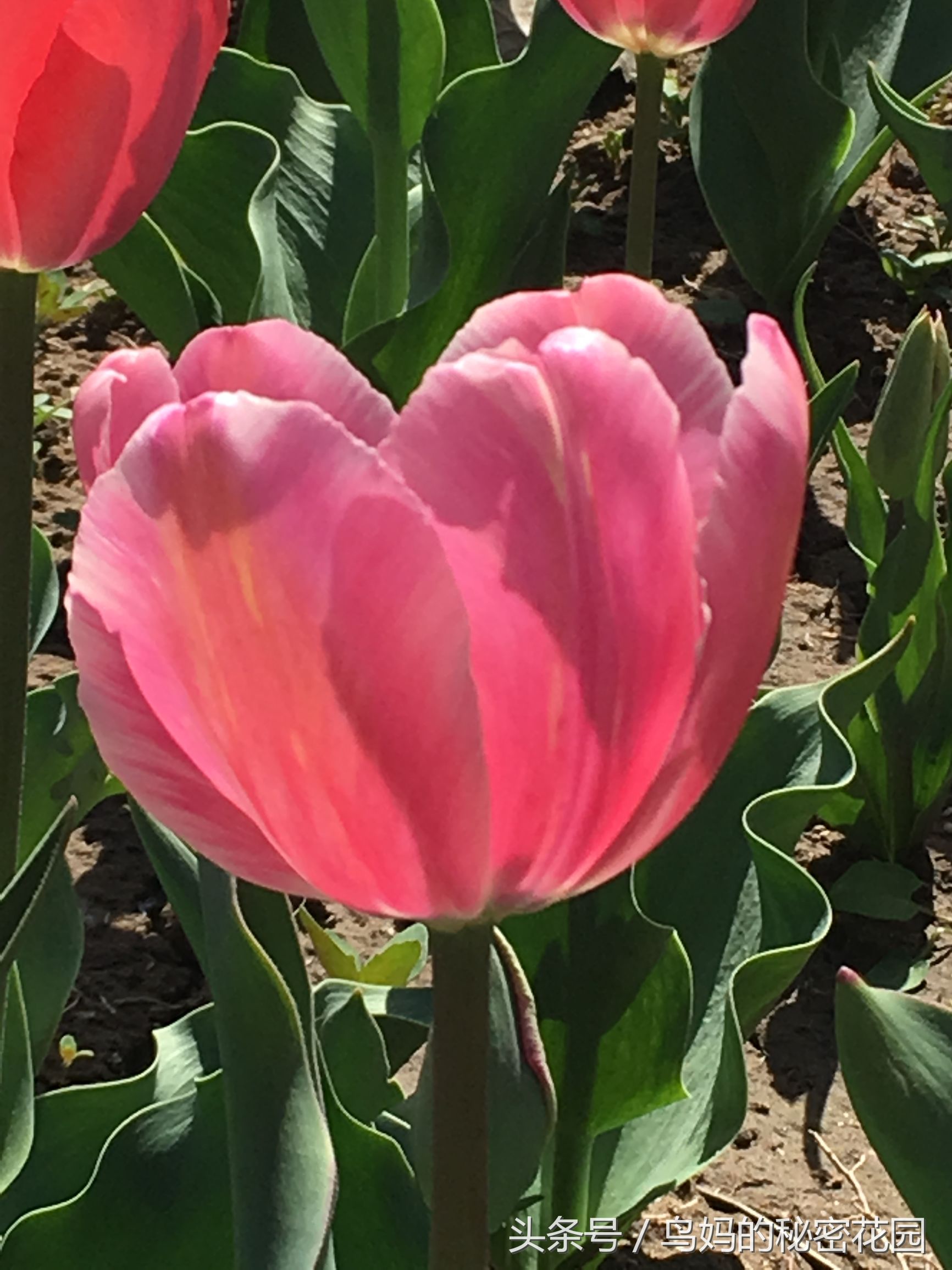 郁金香土培开了花还能复花吗,哪些郁金香花可以复花种植