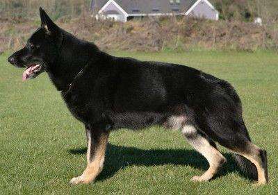 胡一虎张光义,胡一虎的早年经历