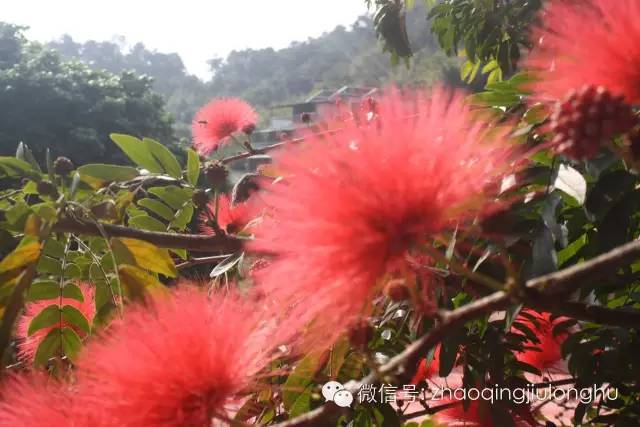 国庆期间花果山属猴的免门票吗,属猴的去花果山要门票吗