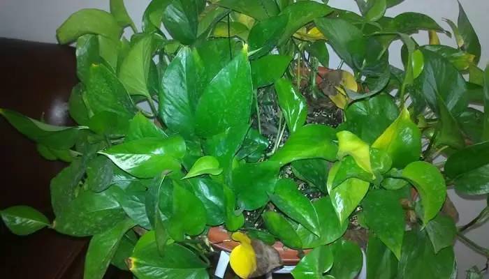 阿司匹林养绿萝黄叶怎么回事,绿萝有黄叶斑怎么处理