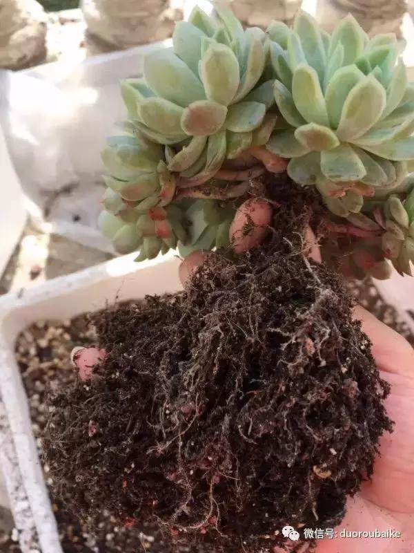 一株多肉治愈整个人心,一棵多肉的逆袭