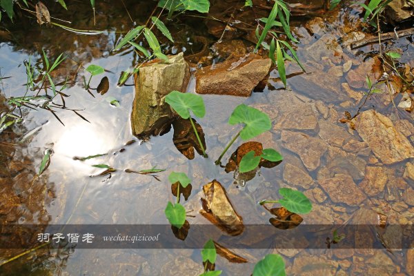 居于涟岸隐于湖，到肇庆体验离尘不离城的精致慢生活