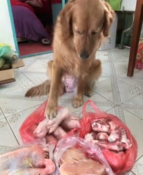 金毛下了七个崽奶水够吃吗,金毛生崽奶水不足