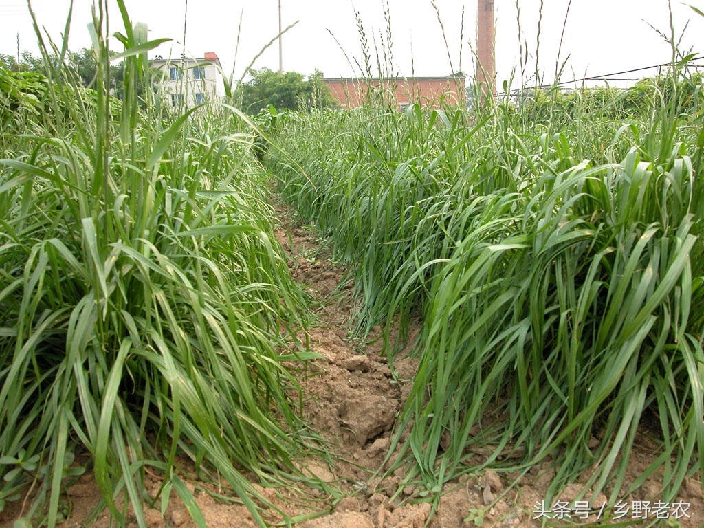 价格便宜又高产玉米种,转基因玉米和非转基因玉米哪个好