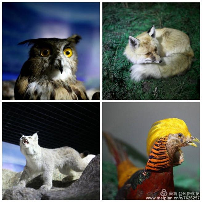 白狐千年等待只为今生相遇,白狼一生只爱一人