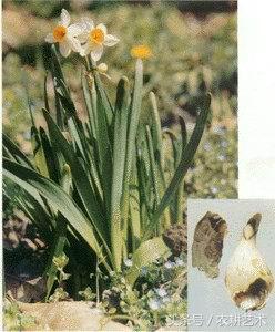 徐长卿中草药图谱,中草药豨莶草图谱