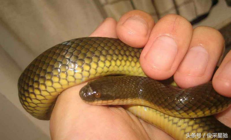 常见的毒蛇排名前十的蛇,中国常见的二十种毒蛇图片
