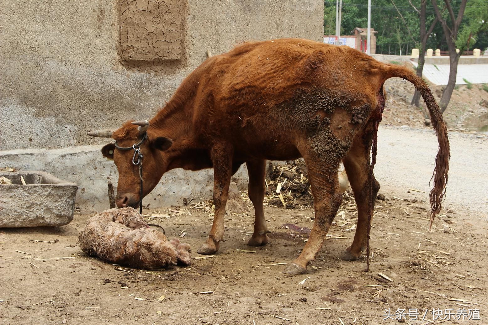 母牛养殖技术及注意事项,母牛产后饲料配方和喂养方法