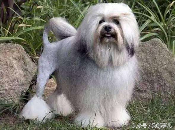 世界上最贵的三种狗狗是哪些,世界上最贵的十种宠物狗