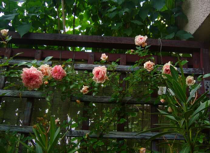 一个古老的品种——波旁藤本月季