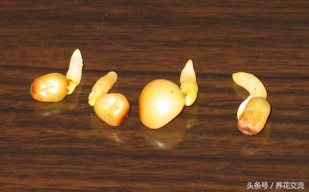 刚长出来的君子兰小苗,君子兰种子发芽生长速度