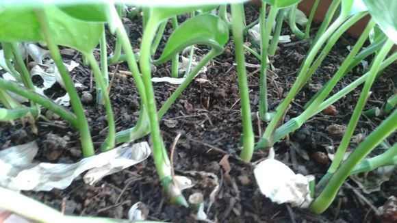 水培绿萝几天喂营养液,家庭水培绿萝的正确方法