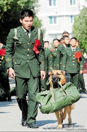 原来动物的世界里也有竞争,动物世界竞争关系