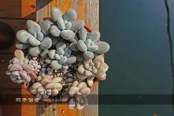 居于涟岸隐于湖,到肇庆体验离尘不离城的精致慢生活