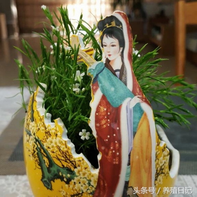 用酒瓶子做花盆图片大全,自制酒瓶花盆图片大全