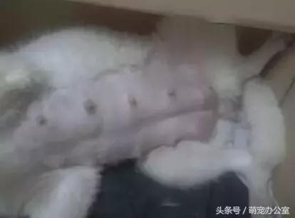 怀孕期的狗狗一定要注意，否则后果不堪设想！