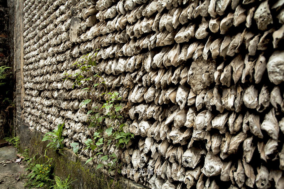 有人说榕树容财不容人是什么意思,榕树不容人的迷信说法