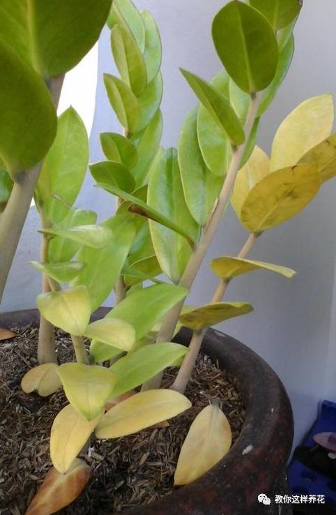 金钱树叶子发黄的原因和解决方法,金钱树叶子发黄原因及解决办法