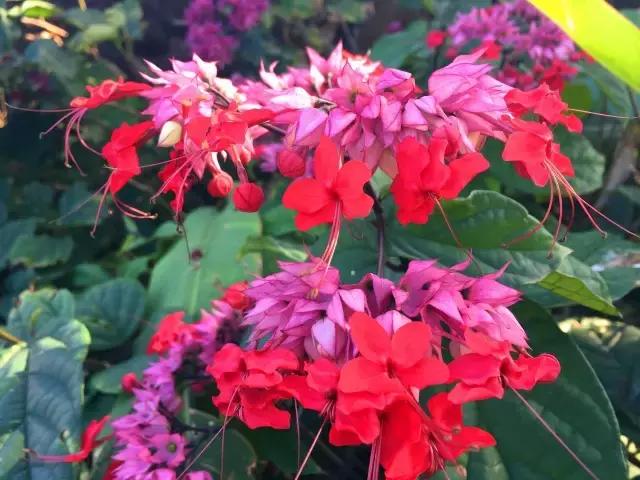 夏威夷毛伊岛旅行记 (毛伊岛旅游必做的100件事)